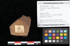 Foto (Objekt + Etikett) von Chondrites ambiguus Ettingshausen (NHMW-GEO-2024-0188-0097)